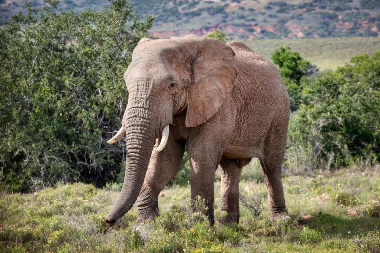 Bush Lodge - Amakhala Game Reserve Ngoại thất bức ảnh