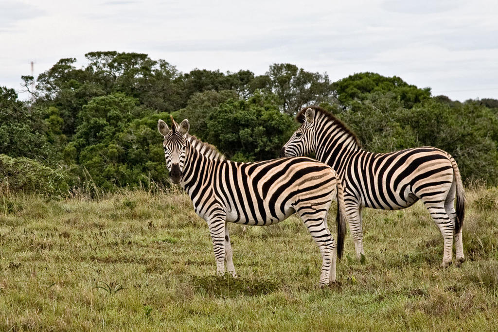 Bush Lodge - Amakhala Game Reserve Ngoại thất bức ảnh